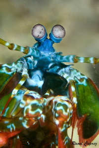 Colorful encounter by Raoul Caprez 